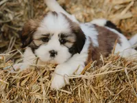 Harry, a male Lhasa Apso for sale in Liberty, KY – 3 of 4