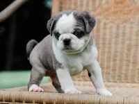 Jeffrey, a male Pug for sale in Liberty, KY – 3 of 4