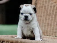 Jabez, a male Pug for sale in Liberty, KY – 4 of 4