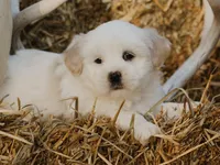 Hunter, a male Lhasa Apso for sale in Liberty, KY – 4 of 4