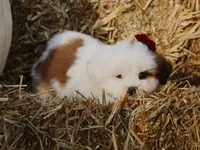 Harley, a male Lhasa Apso for sale in Liberty, KY – 4 of 4