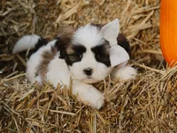 Hank, a male Lhasa Apso for sale in Liberty, KY – 4 of 4