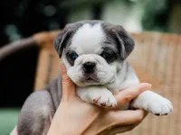 Jeffrey, a male Pug for sale in Liberty, KY – 2 of 4