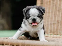 Jareb, a male Pug for sale in Liberty, KY – 4 of 4