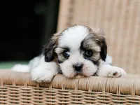 Tyrone, a  Lhasa Apso for sale in Liberty, KY – 4 of 4