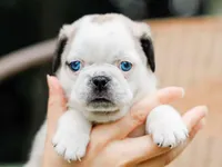 Jabez, a male Pug for sale in Liberty, KY – 2 of 4