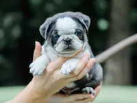 Jareb, a male Pug for sale in Liberty, KY – 2 of 4