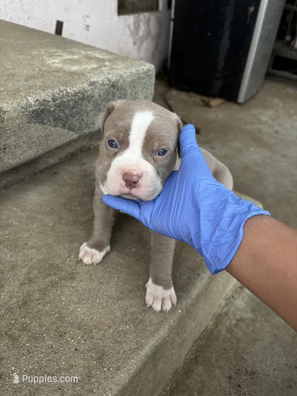 Nutty – American Pit Bull Terrier puppy for sale in San Gabriel, CA