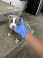 Nutty, a female American Pit Bull Terrier for sale in San Gabriel, CA – 3 of 3