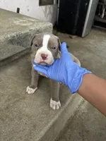 Nutty, a female American Pit Bull Terrier for sale in San Gabriel, CA – 2 of 3