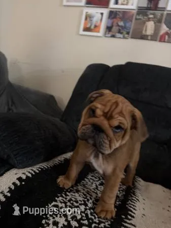Blue – English Bulldog puppy for sale in San Jose, CA