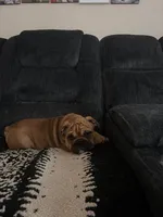 Blue, a male English Bulldog for sale in San Jose, CA – 4 of 5