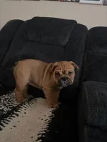 Blue, a male English Bulldog for sale in San Jose, CA – 3 of 5