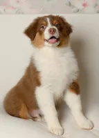 liam, a male Australian Shepherd for sale in Rocky Mount, VA – 2 of 5