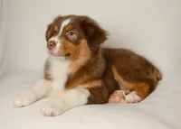 lucky, a female Australian Shepherd for sale in Rocky Mount, VA – 4 of 5