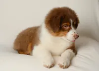 liam, a male Australian Shepherd for sale in Rocky Mount, VA – 4 of 5