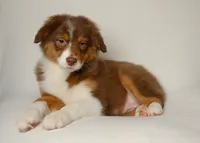 lilly, a female Australian Shepherd for sale in Rocky Mount, VA – 4 of 5