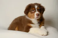 lucky, a female Australian Shepherd for sale in Rocky Mount, VA – 3 of 5