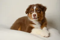 lucky, a female Australian Shepherd for sale in Rocky Mount, VA – 5 of 5