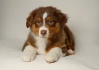 lucky, a female Australian Shepherd for sale in Rocky Mount, VA – 2 of 5