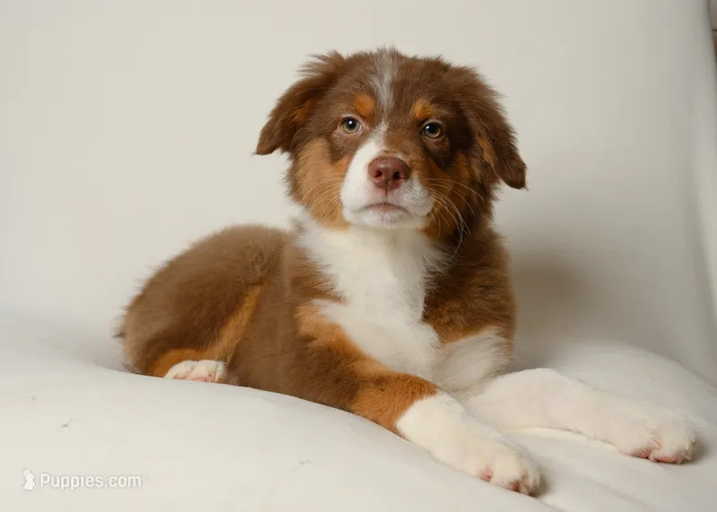 lilly – Australian Shepherd puppy for sale in Rocky Mount, VA