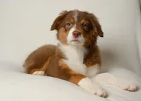 lilly, a female Australian Shepherd for sale in Rocky Mount, VA – 1 of 5