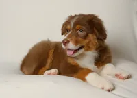 lilly, a female Australian Shepherd for sale in Rocky Mount, VA – 2 of 5
