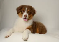liam, a male Australian Shepherd for sale in Rocky Mount, VA – 3 of 5