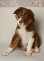 lilly, a female Australian Shepherd for sale in Rocky Mount, VA – 3 of 5