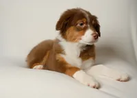 lilly, a female Australian Shepherd for sale in Rocky Mount, VA – 5 of 5
