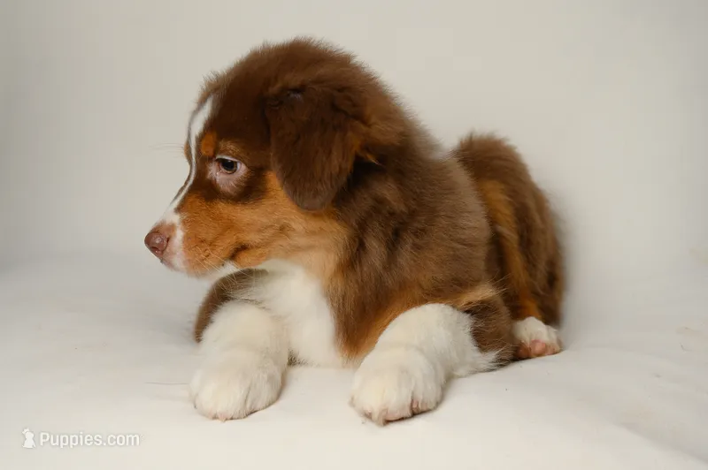 lucky – Australian Shepherd puppy for sale in Rocky Mount, VA