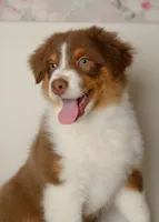 liam, a male Australian Shepherd for sale in Rocky Mount, VA – 5 of 5