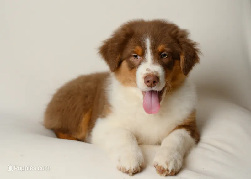 liam – Australian Shepherd puppy for sale in Rocky Mount, VA