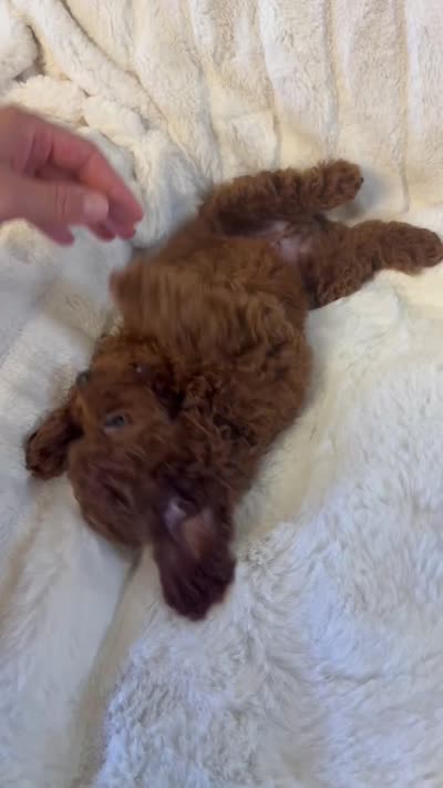 Blue , a male Poodle - Toy  for sale in Sacramento, CA – 6 of 6