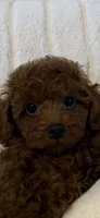 Blue , a male Poodle - Toy  for sale in Sacramento, CA – 3 of 6