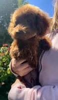 Teddy Bear AKC, a male Poodle - Toy  for sale in Sacramento, CA – Photo 5 of 5