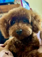 Teddy Bear AKC, a male Poodle - Toy  for sale in Sacramento, CA – Photo 3 of 5