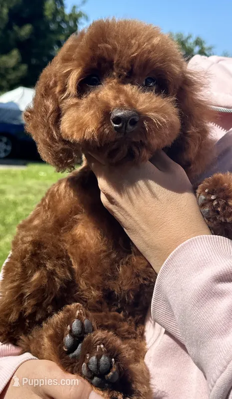 Teddy Bear AKC – Poodle - Toy  puppy for sale in Sacramento, CA