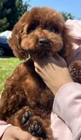 Teddy Bear AKC, a male Poodle - Toy  for sale in Sacramento, CA – Photo 1 of 5