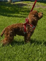 Teddy Bear AKC, a male Poodle - Toy  for sale in Sacramento, CA – Photo 4 of 5