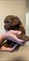 Yellow , a male Poodle - Toy  for sale in Sacramento, CA – 2 of 3