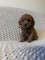 Red, a male Poodle - Toy  for sale in Sacramento, CA – 2 of 3