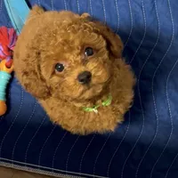 Green male AKC, a male Poodle - Toy  for sale in Sacramento, CA – Photo 2 of 2