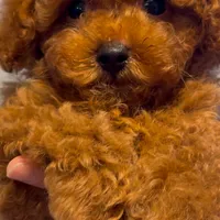 Green male AKC, a male Poodle - Toy  for sale in Sacramento, CA – Photo 1 of 2