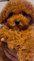 Green male AKC, a male Poodle - Toy  for sale in Sacramento, CA – Photo 1 of 2