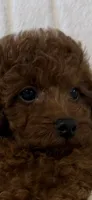 Blue , a male Poodle - Toy  for sale in Sacramento, CA – 2 of 6