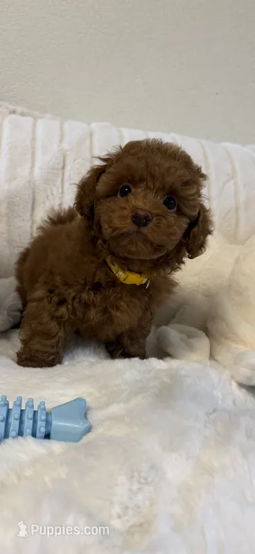 Yellow  – Poodle - Toy  puppy for sale in Sacramento, CA