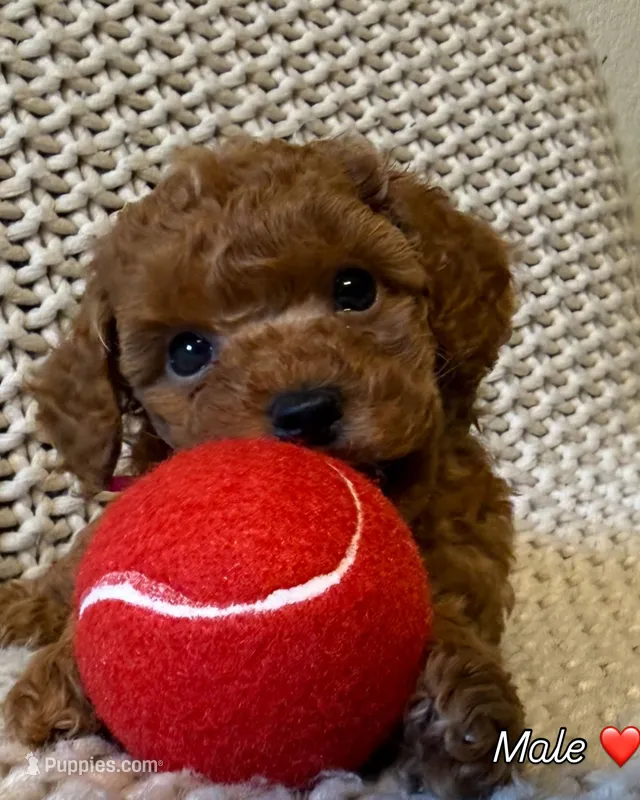Red – Poodle - Toy  puppy for sale in Sacramento, CA