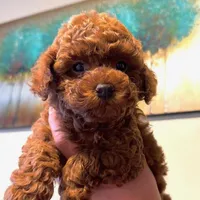 White male AKC, a male Poodle - Toy  for sale in Sacramento, CA – Photo 3 of 5