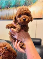 White male AKC, a male Poodle - Toy  for sale in Sacramento, CA – Photo 3 of 3